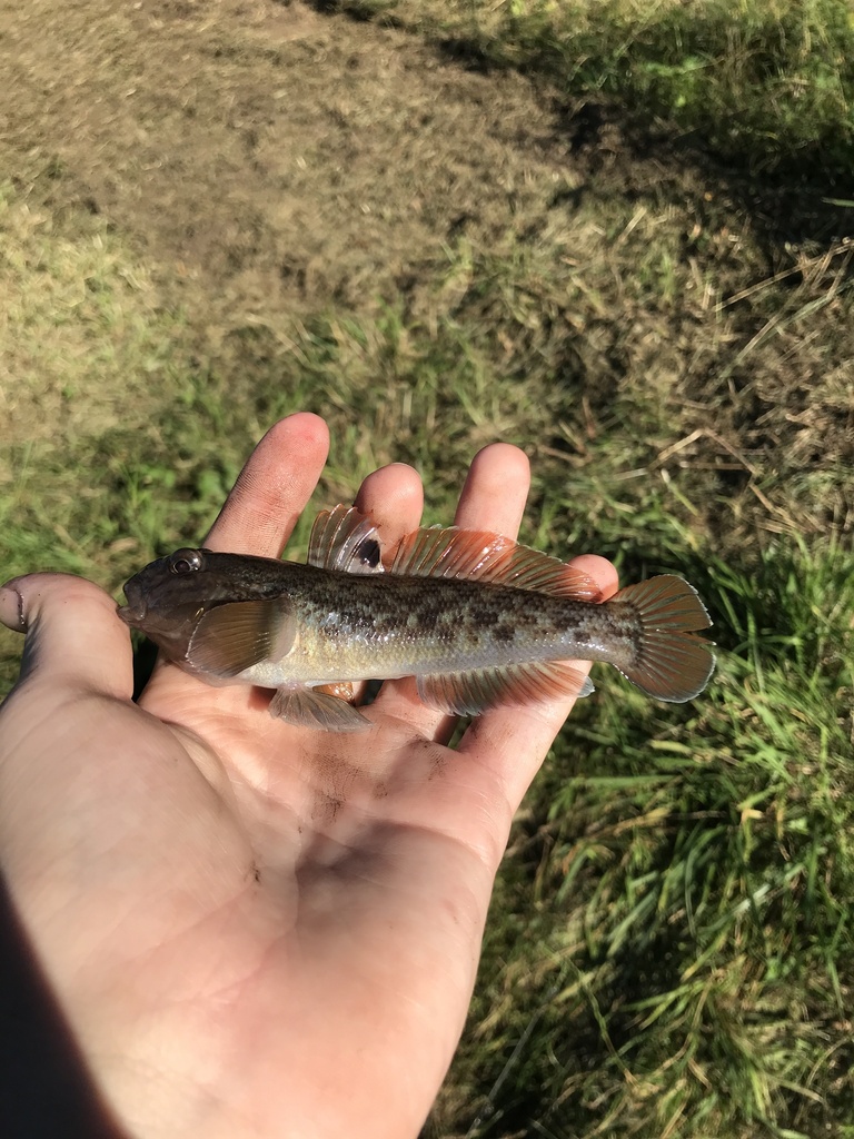 round goby
