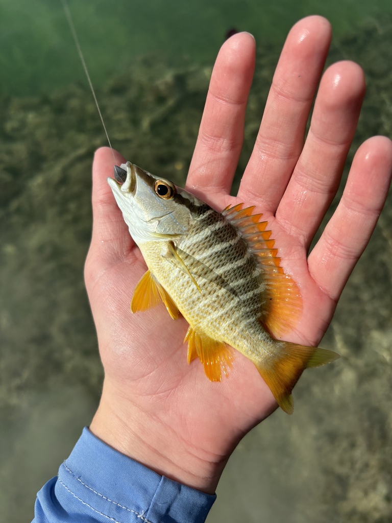 schoolmaster snapper