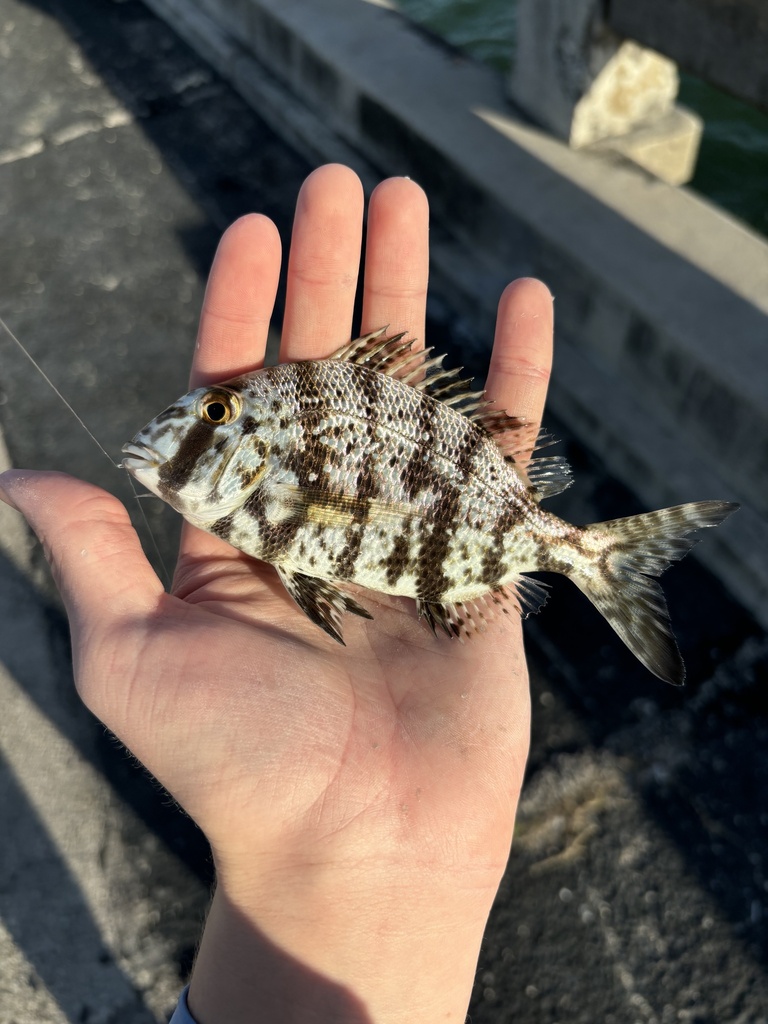 sheepshead porgy
