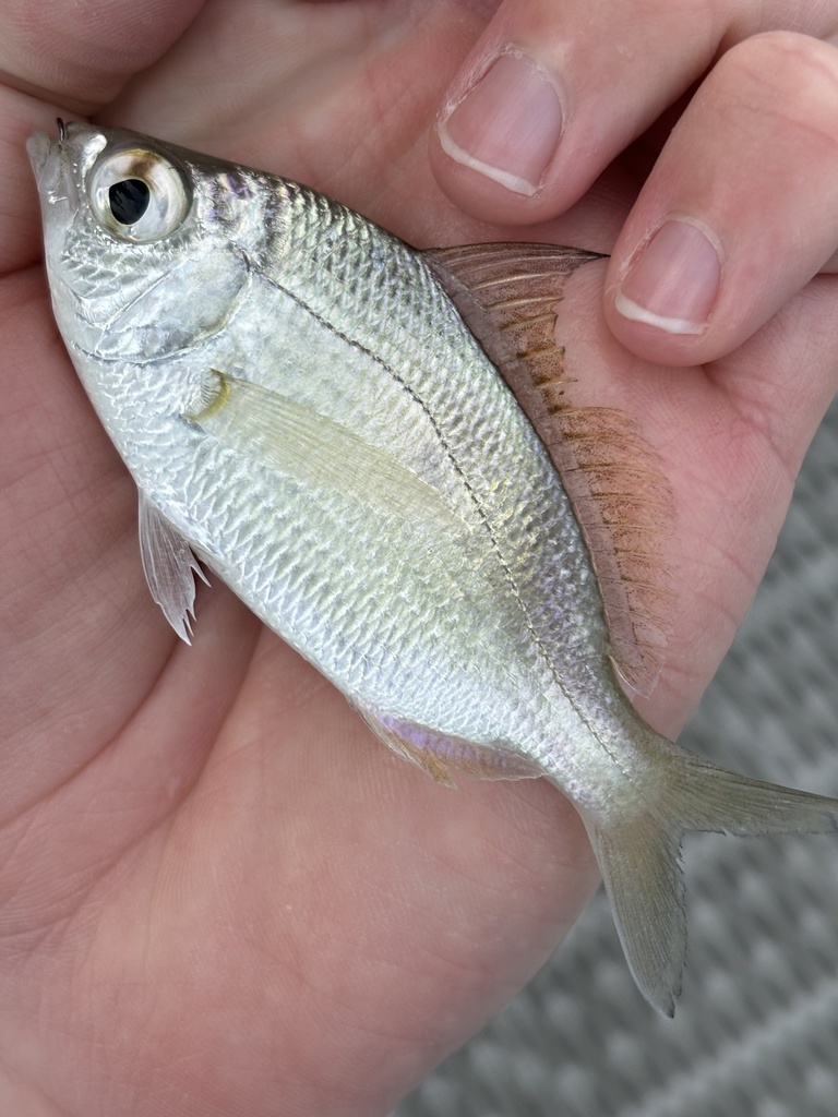 silver jenny
