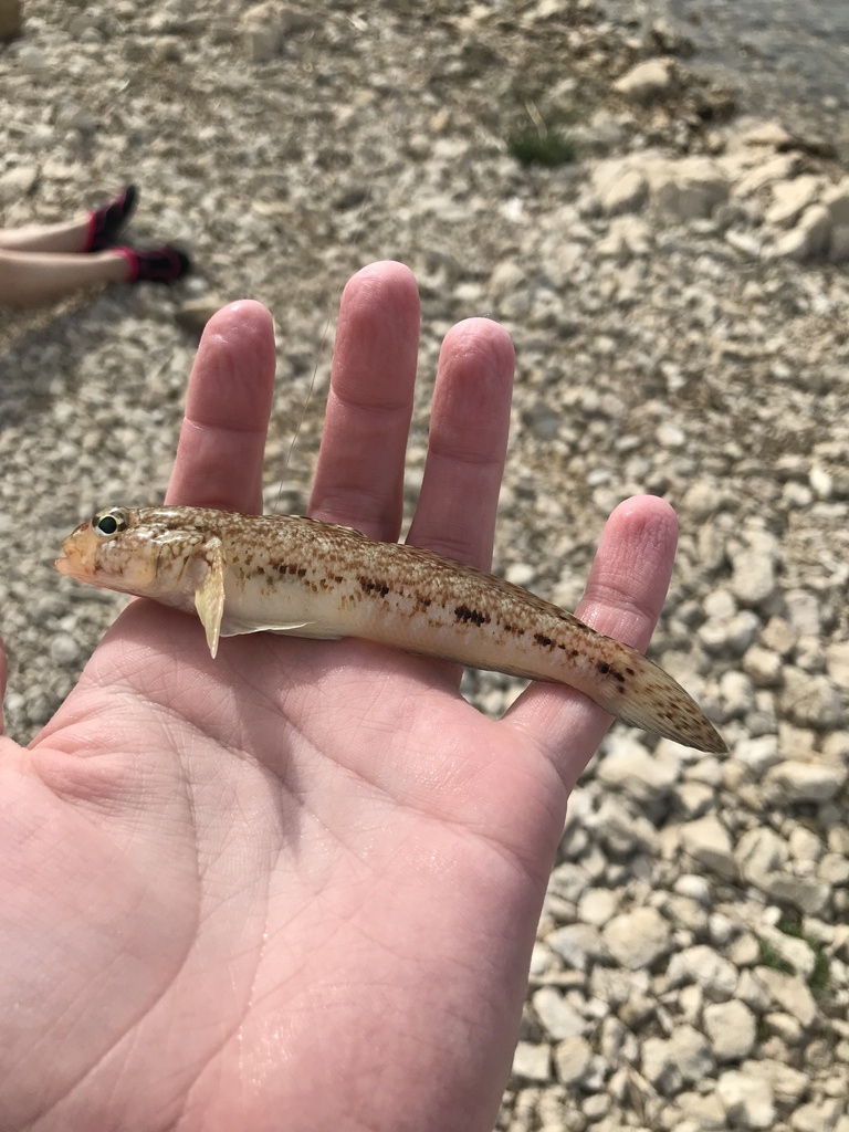 slender goby