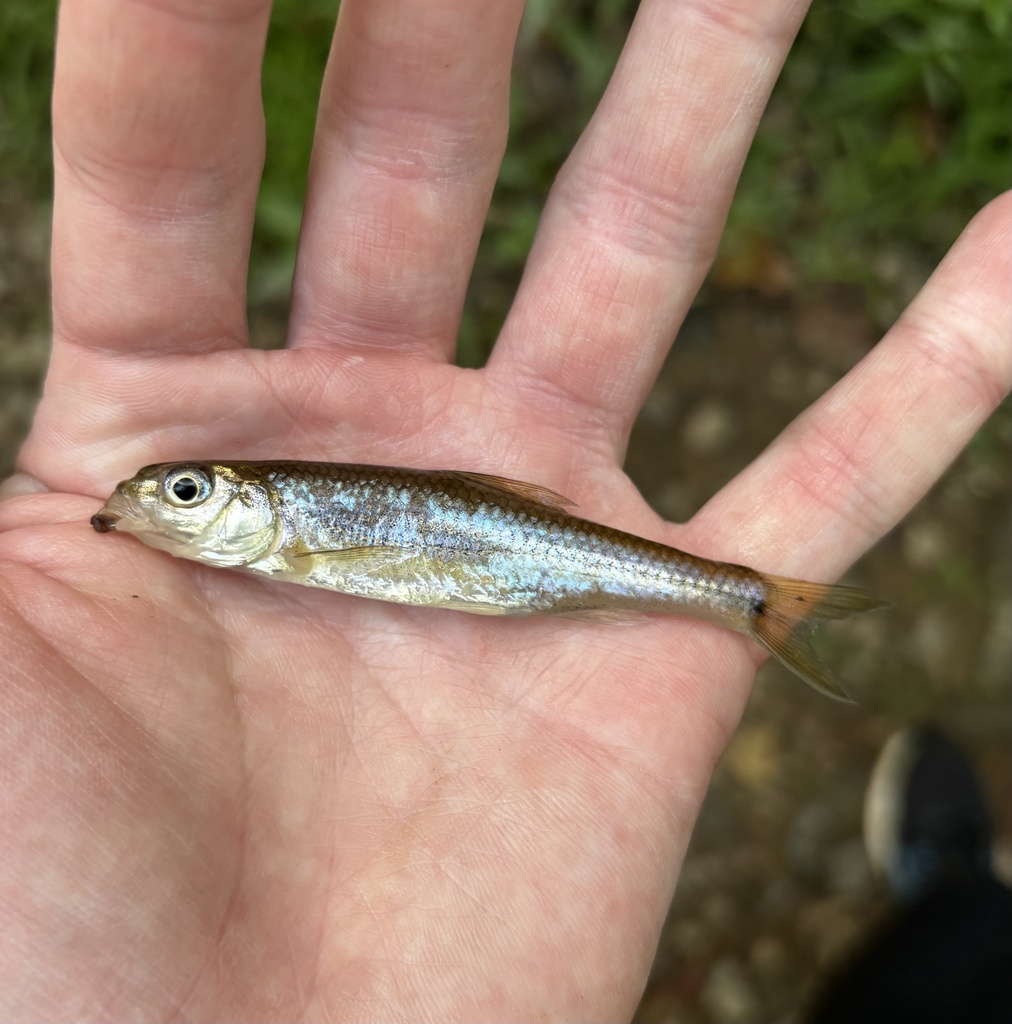 spottail shiner