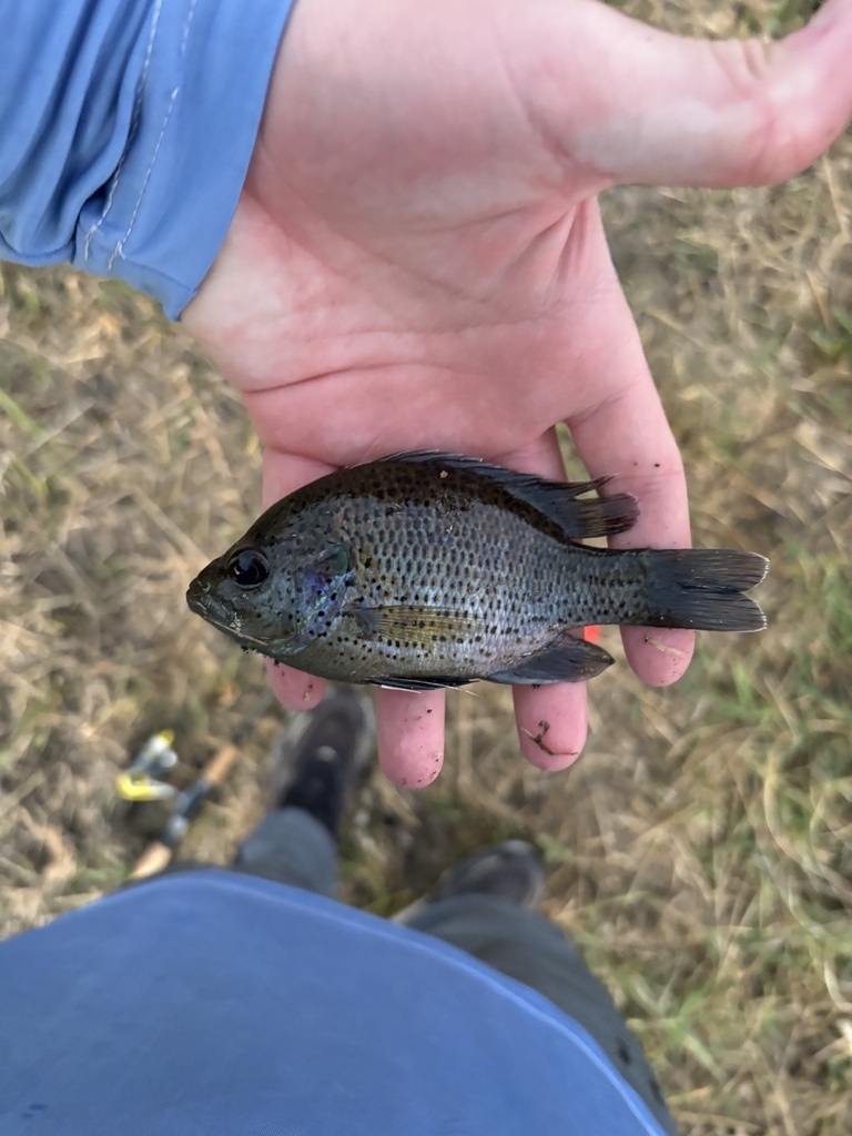spotted sunfish