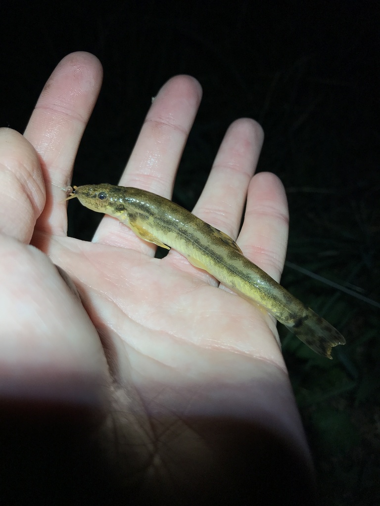stone loach