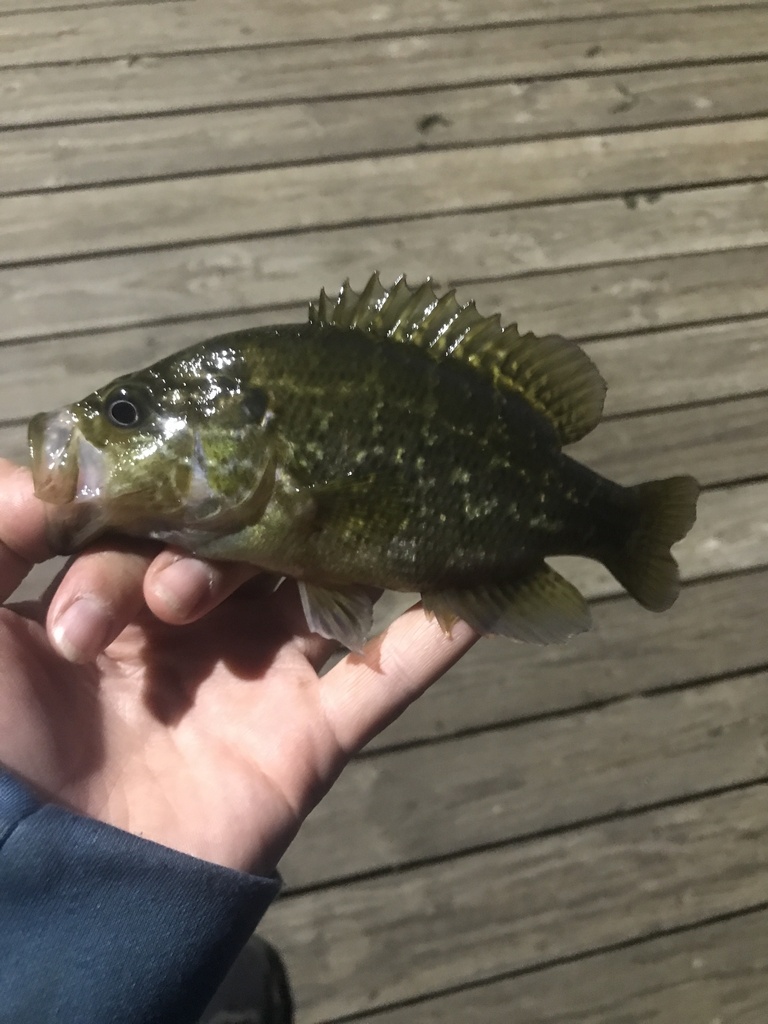 warmouth