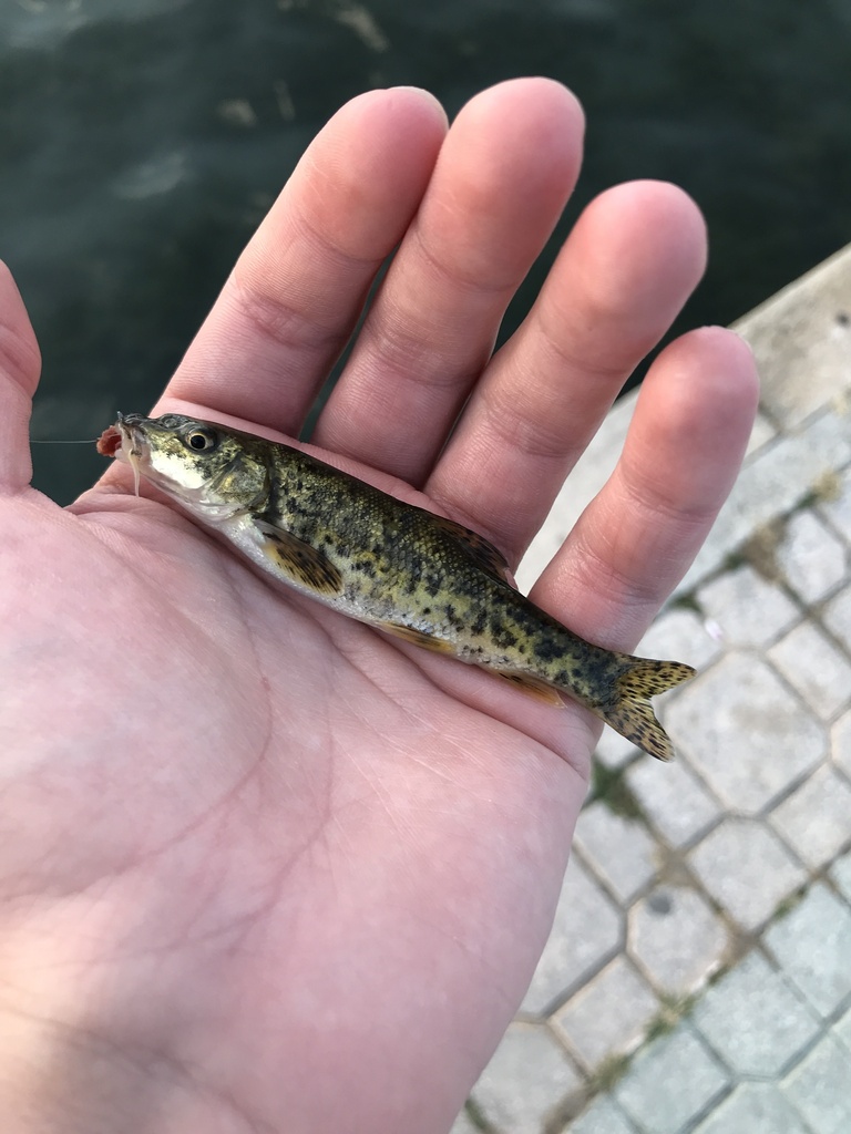 western balkan barbel