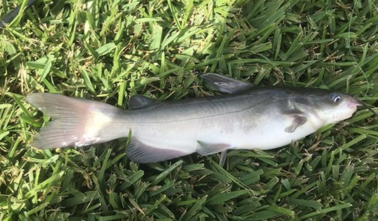 white catfish