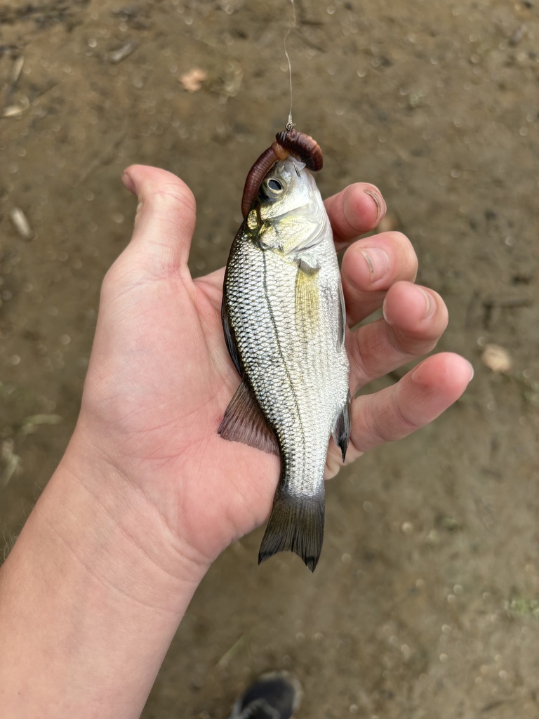 white perch