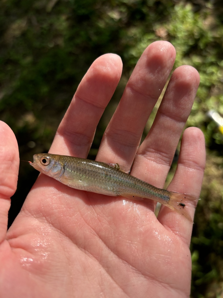 white shiner