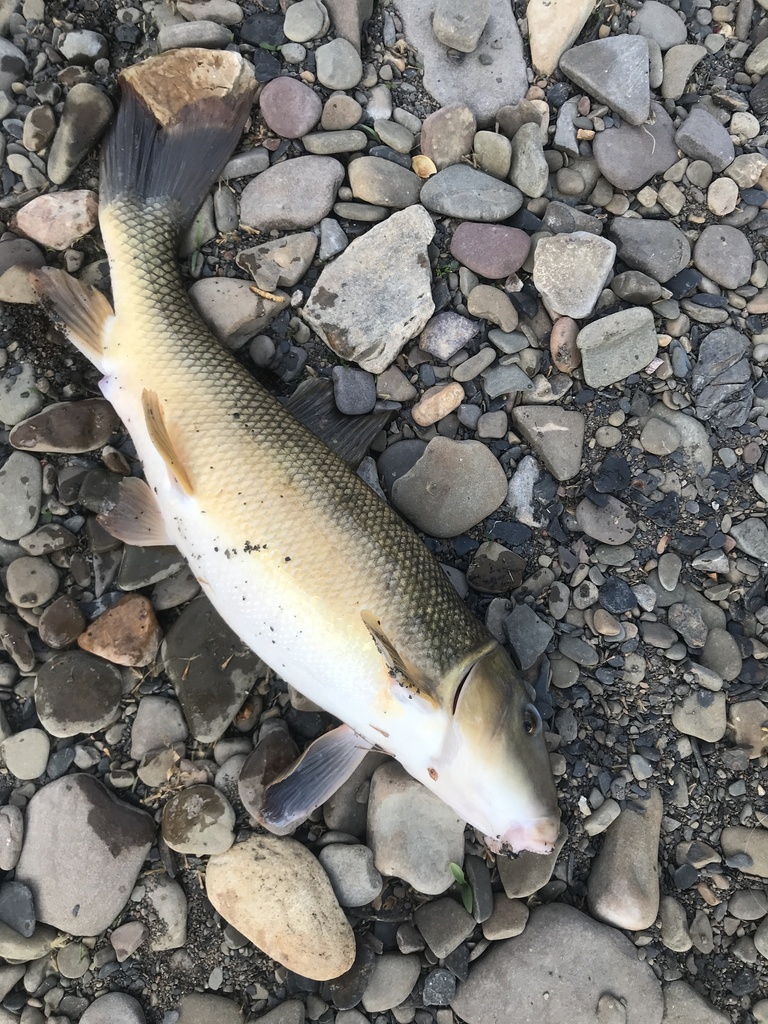 white sucker