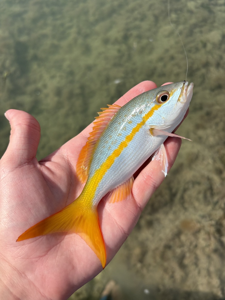 yallowtail snapper