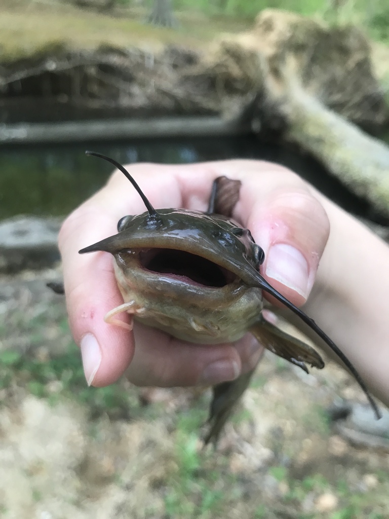 yellow bullhead