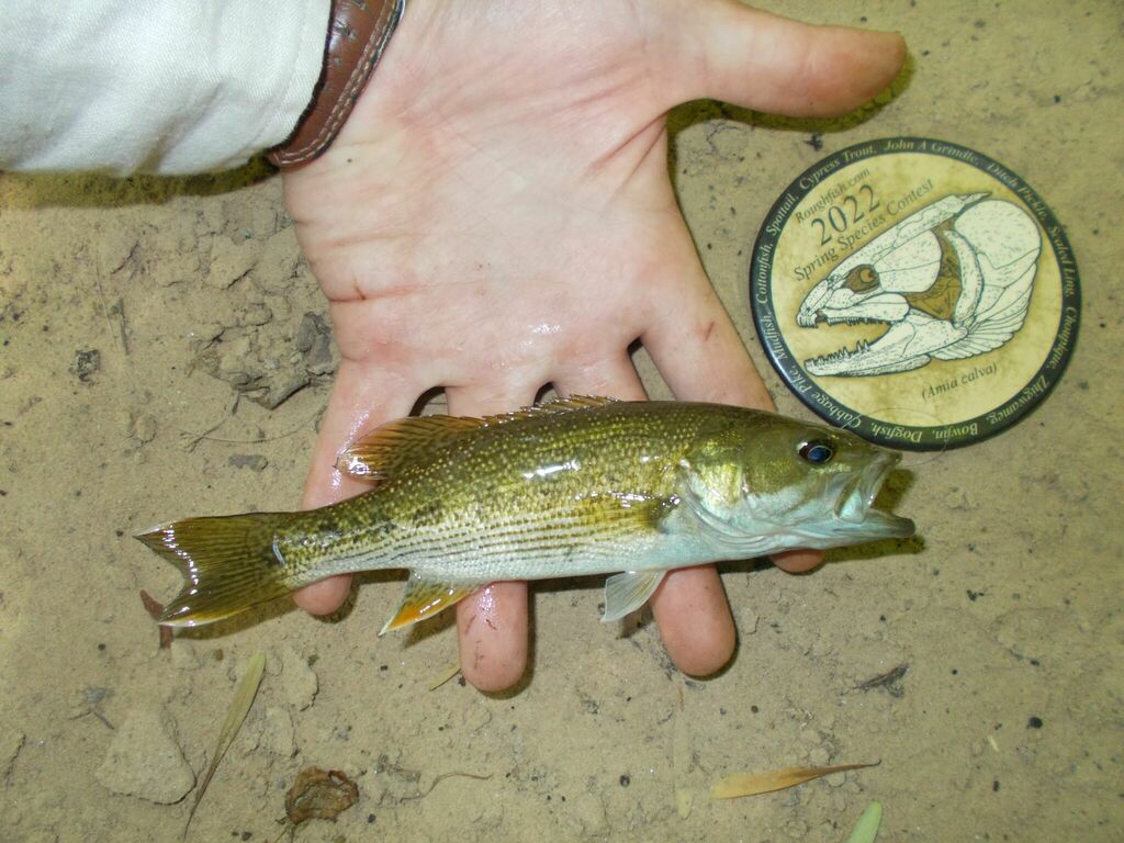 large (7)