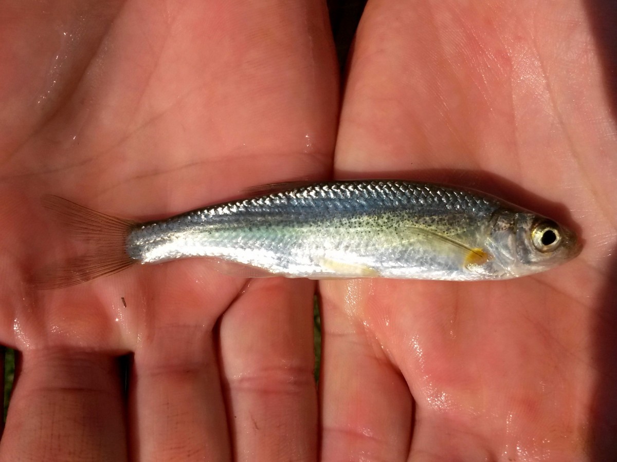 Alburnus neretvae