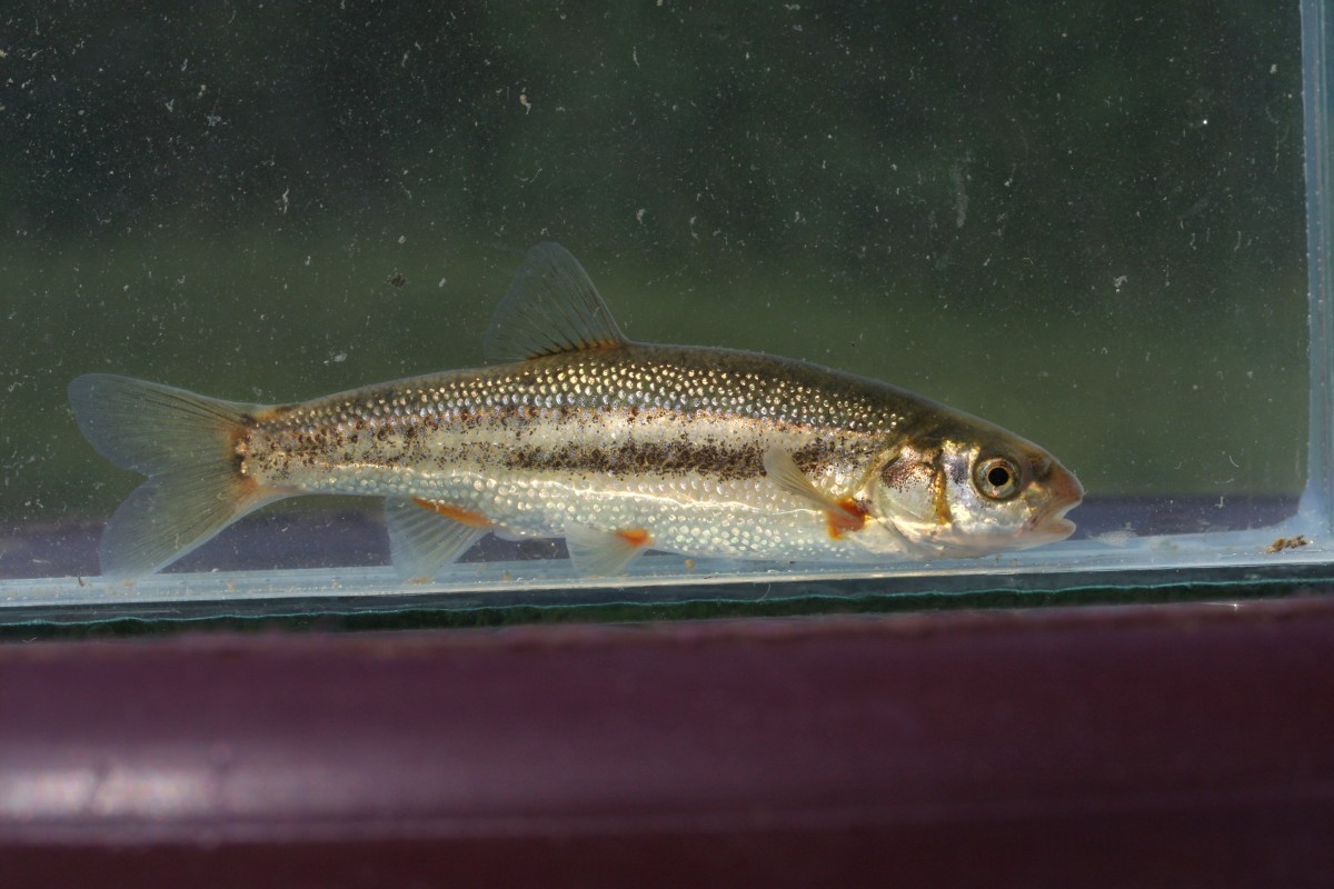 Gatacka gaovica 1