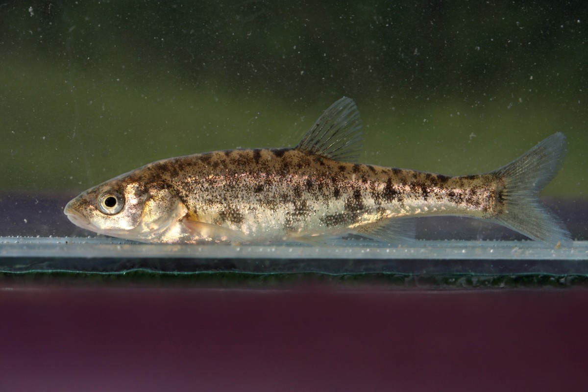 Popovska gaovica