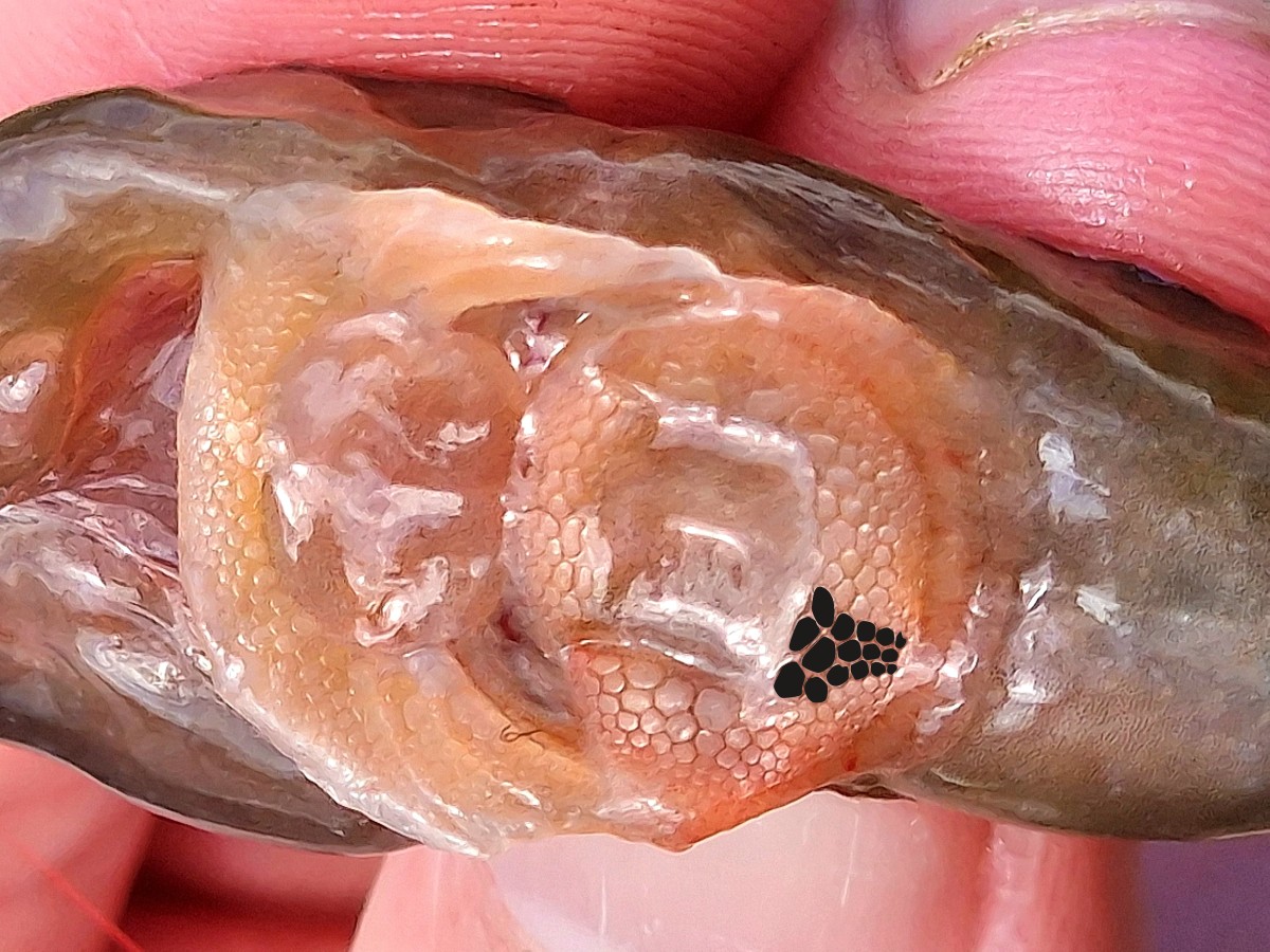clingfishpapilae