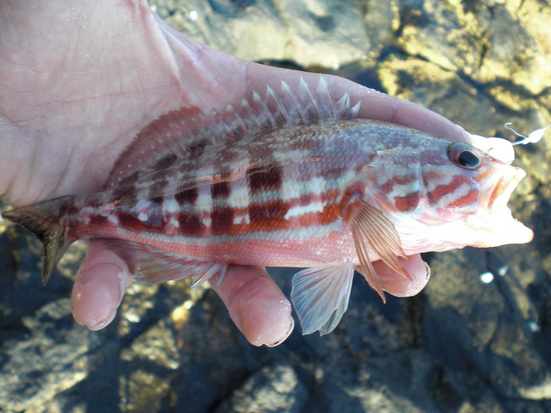 Serranus cabrilla - comber
